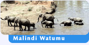 Malindi Watumu