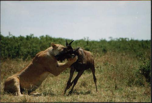 Loewe in der Masai Mara