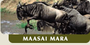 Massai Mara