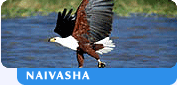 Naivasha