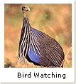 Bird Watching