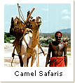 Camel Safaris