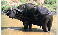 Buffalo