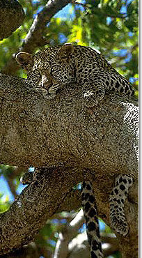 Leopard