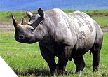 Rino